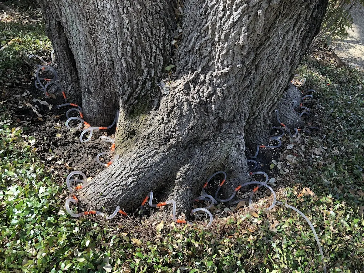 Detailed Tree Cabling and Bracing job site in Kayenta
